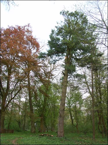  - Park dworski Hutowskich. Fragment parku