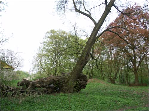  - Park dworski Hutowskich. Fragment parku