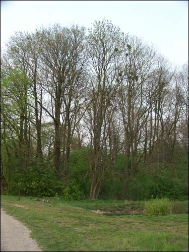  - Park dworski Hutowskich. Fragment parku