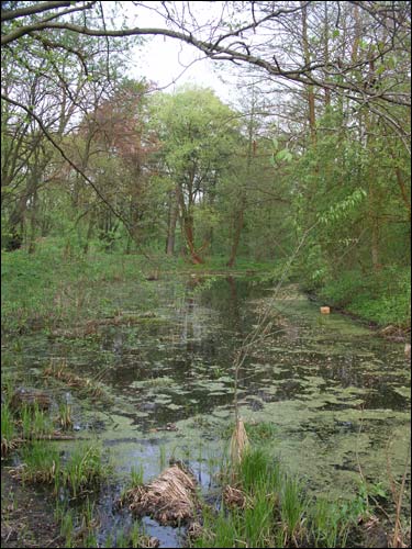  - Park dworski Hutowskich. Staw mały