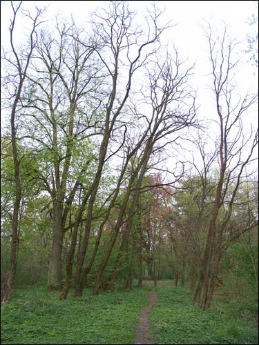  - Park dworski Hutowskich. Fragment parku