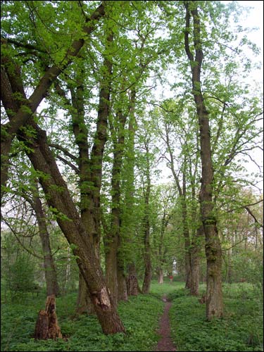  - Park dworski Hutowskich. Fragment parku