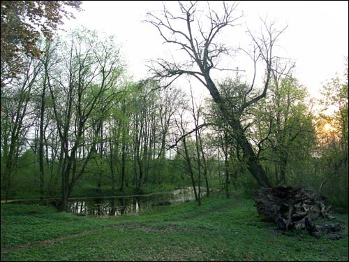  - Park dworski Hutowskich. Fragment parku