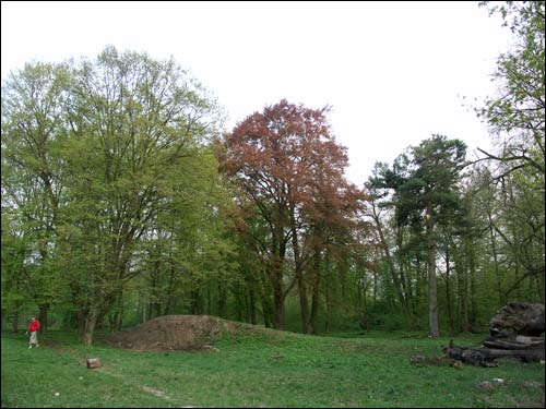  - Park dworski Hutowskich. Fragment parku; z cennej roślinności ocalały dwa buki o wysokości ok. 22 m