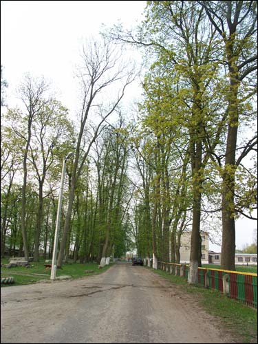  - Park dworski Hutowskich. Aleja