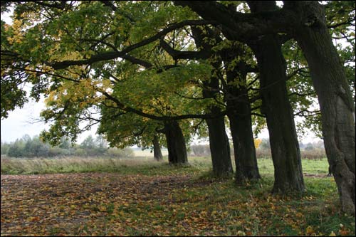 Грибовщина (Домоткановичи). Пейзажи 