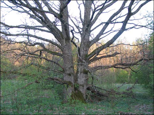 Mała Lucynka |   Lucynka – brama Puszczy Nalibockiej. 