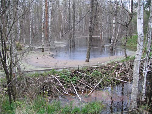 Małaja Lucinka.  Lucynka – the Gate of Nalibaki Forest