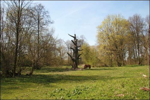 Бобовня |  Приусадебный парк (остатки). 