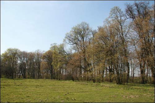 Бобовня |  Приусадебный парк (остатки). 