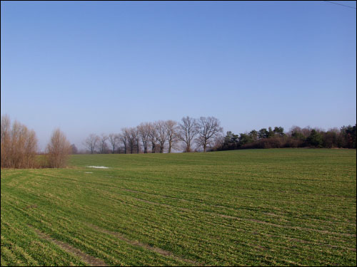 Раковица |  Приусадебный парк (остатки). 