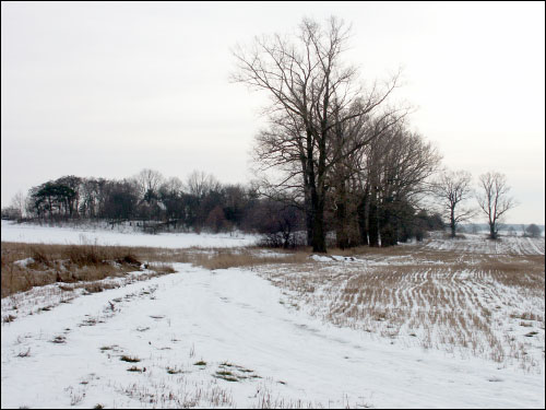 Раковица |  Приусадебный парк (остатки). 