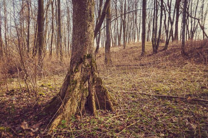  - Сядзіба Чурлёны. Сядзібны парк