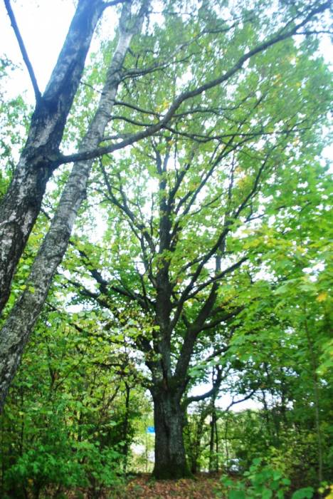 Старыя дрэвы на могілках Дзягільна. Могілкі роду Янушкевічаў