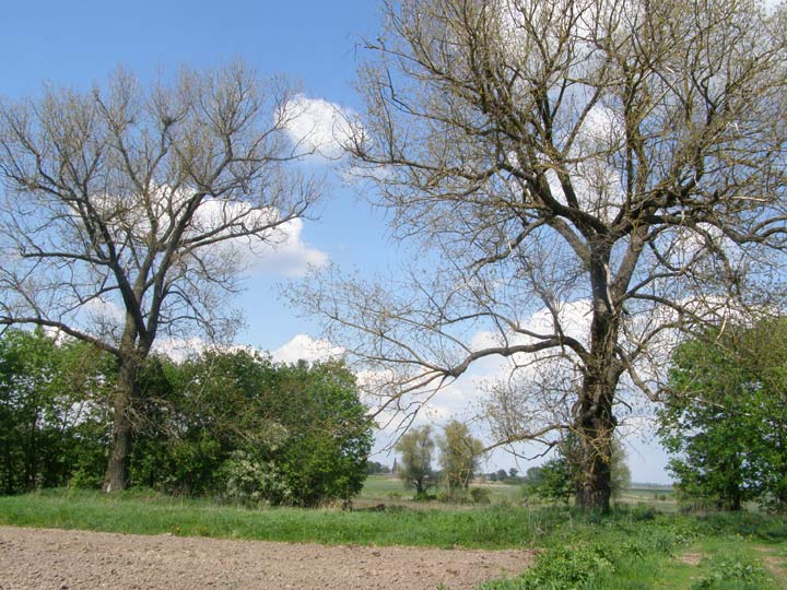  - Прысядзібны парк . Фрагмент