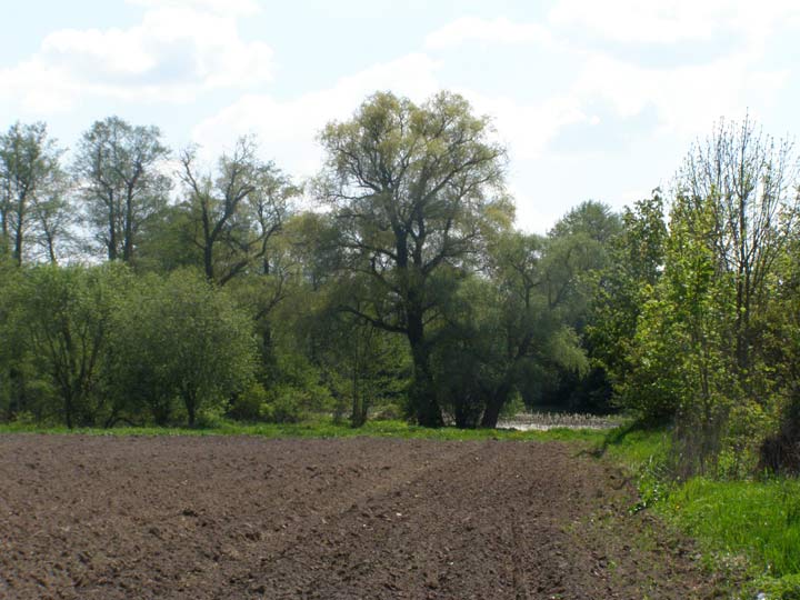  - Прысядзібны парк . Фрагмент