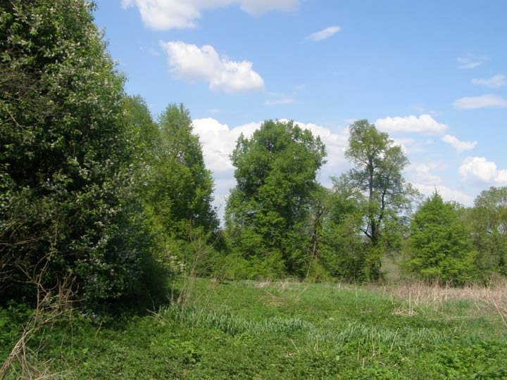  - Прысядзібны парк . Фрагмент парку