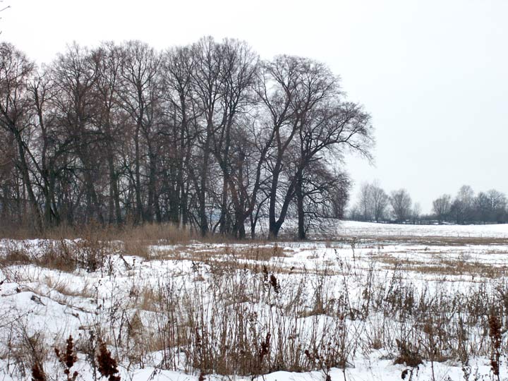 Сычы.  Прысядзібны парк пры былой сядзібе Талочкаў