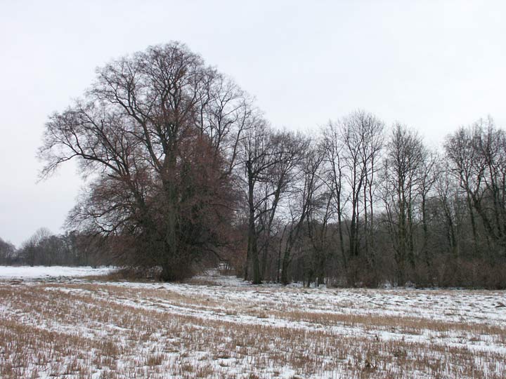 Сычы. Прысядзібны парк пры былой сядзібе Талочкаў