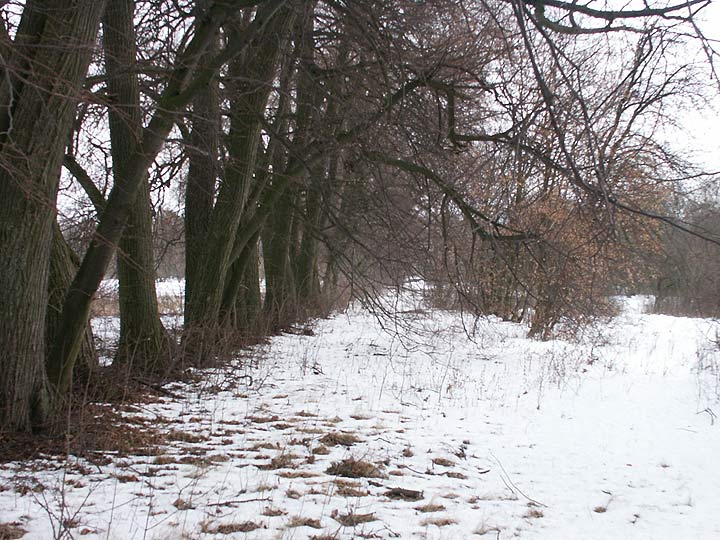 Сычы. Прысядзібны парк пры былой сядзібе Талочкаў