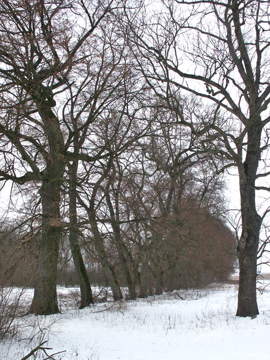 Сычы. Прысядзібны парк пры былой сядзібе Талочкаў