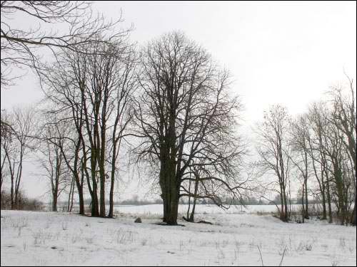 Wielamowicze. Park dworski 