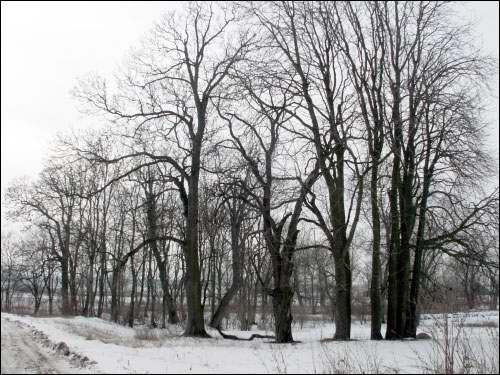 Wielamowicze. Park dworski 