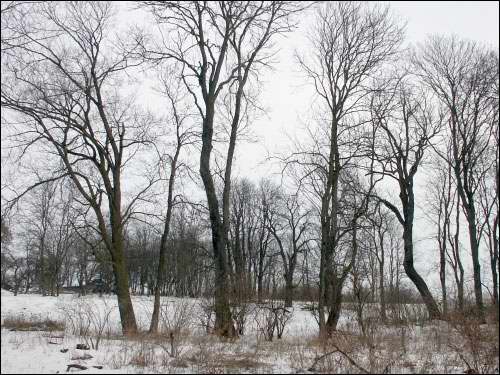 Wielamowicze. Park dworski 