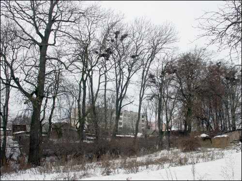 Wielamowicze. Park dworski 