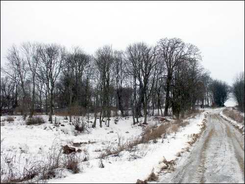 Wielamowicze. Park dworski 