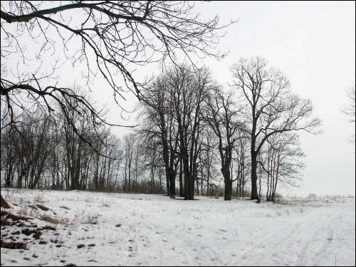 Wielamowicze. Park dworski 