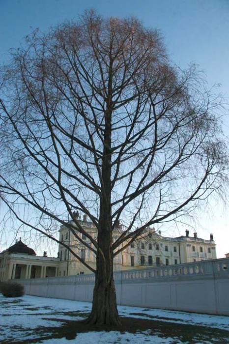 Białystok. Estate of Branicki