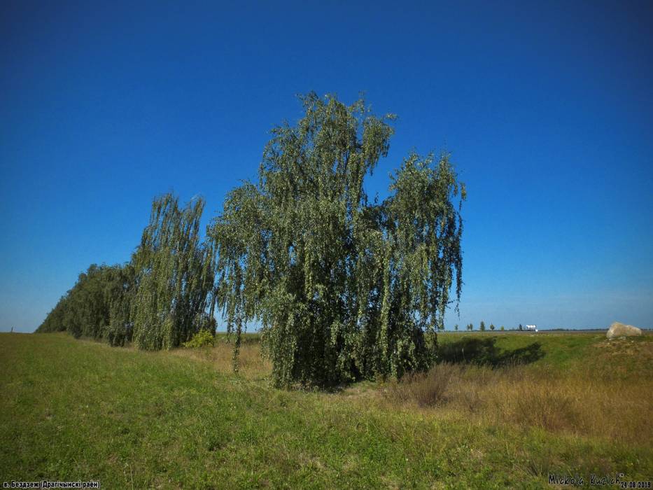 Biezdziež. In the village 