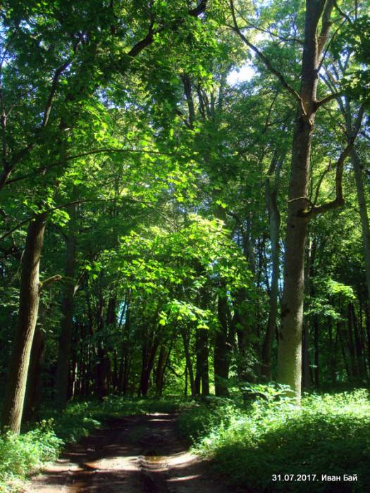 Dvor Nizgałava. Manor of Miadźviedzki (Niedźwiedzcki)