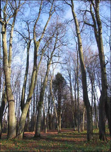 Dvor Nizgałava. Manor of Miadźviedzki (Niedźwiedzcki)