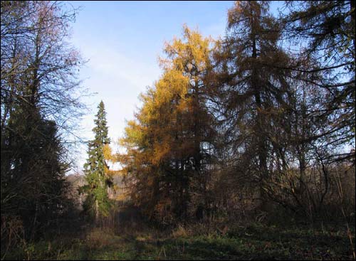 Dvor Nizgałava. Manor of Miadźviedzki (Niedźwiedzcki)