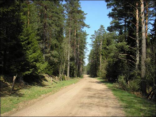 Богіна |  Краявіды . Лясная дарога ў ваколіцах Богіна