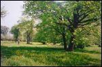 Sacha (Załužža).  Manor park of the Visłavuch former Manor-place