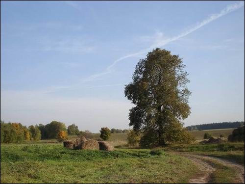 Janowo. Park dworski 