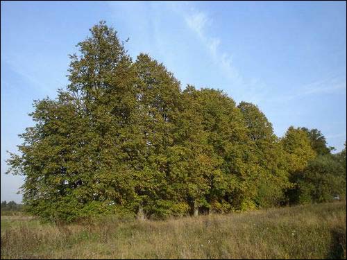 Janowo |  Park dworski . Aleja