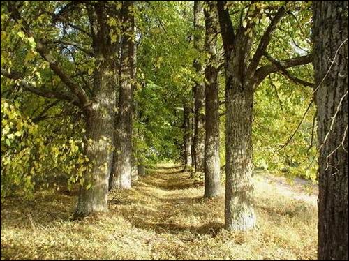 Janowo.  Park dworski 