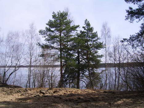  - Krajobrazy . Brzeg jeziora