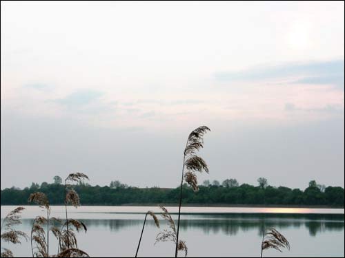  - Krajobrazy . Jezioro Białe, trzciny, 05 2006