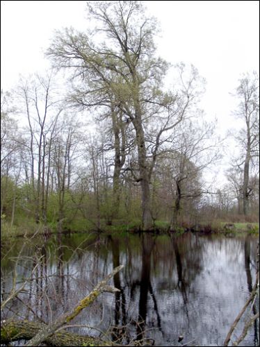 Kanstancinava (Kanstancinaŭ Dvor) |  In the village . 