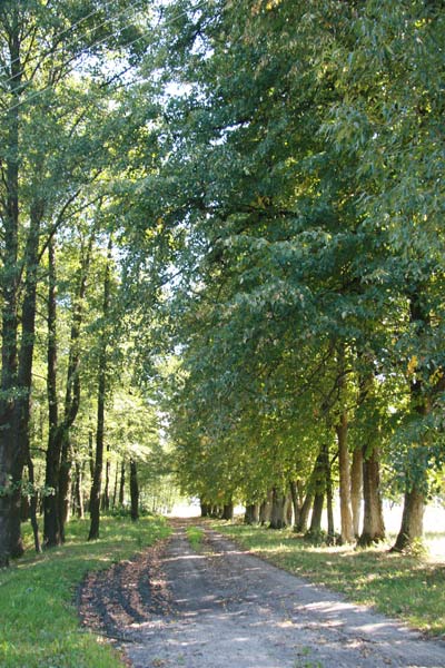Manor of Padareŭski . Alley  - Manor of Padareŭski. Alley
