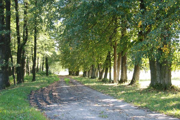Manor of Padareŭski . Alley  - Manor of Padareŭski. Alley