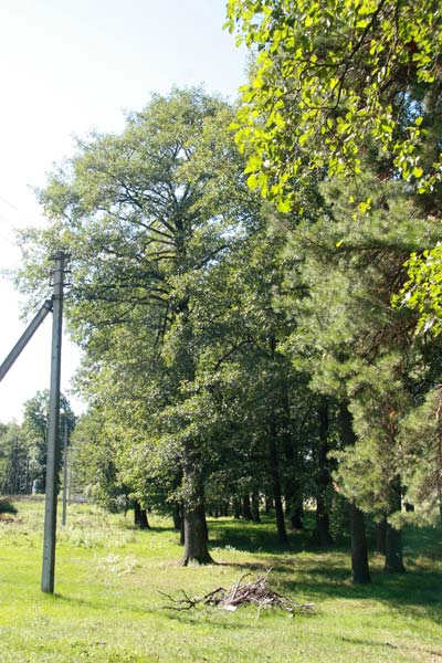 Manor of Padareŭski .   - Manor of Padareŭski.