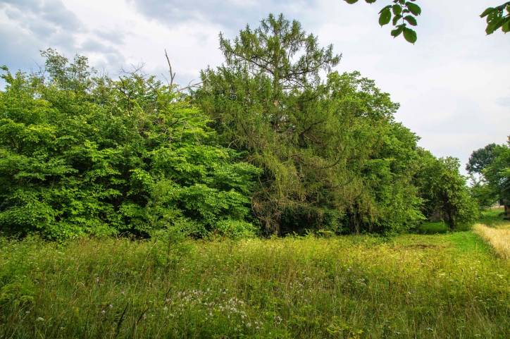 Псуя. Прысядзібны парк 