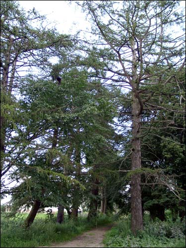 Псуя. Прысядзібны парк 