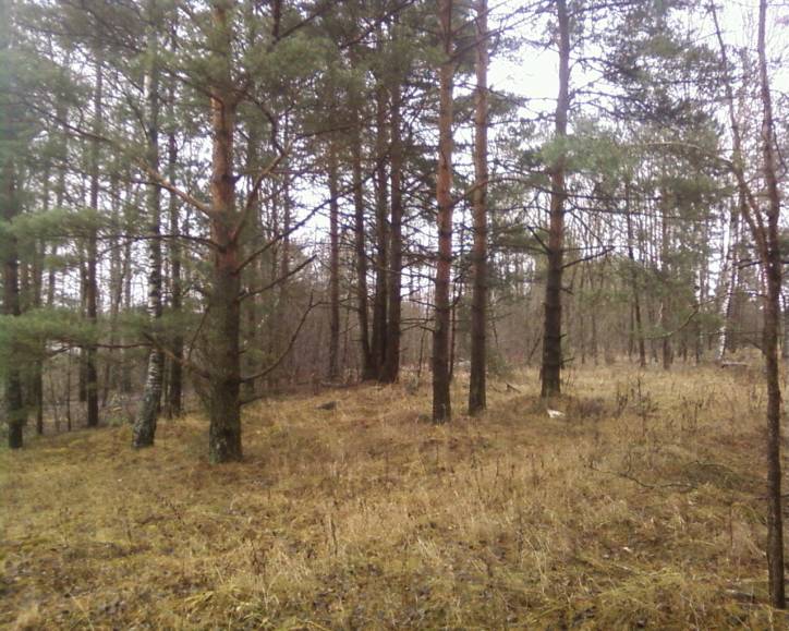 Babinavičy. cemetery Jewish